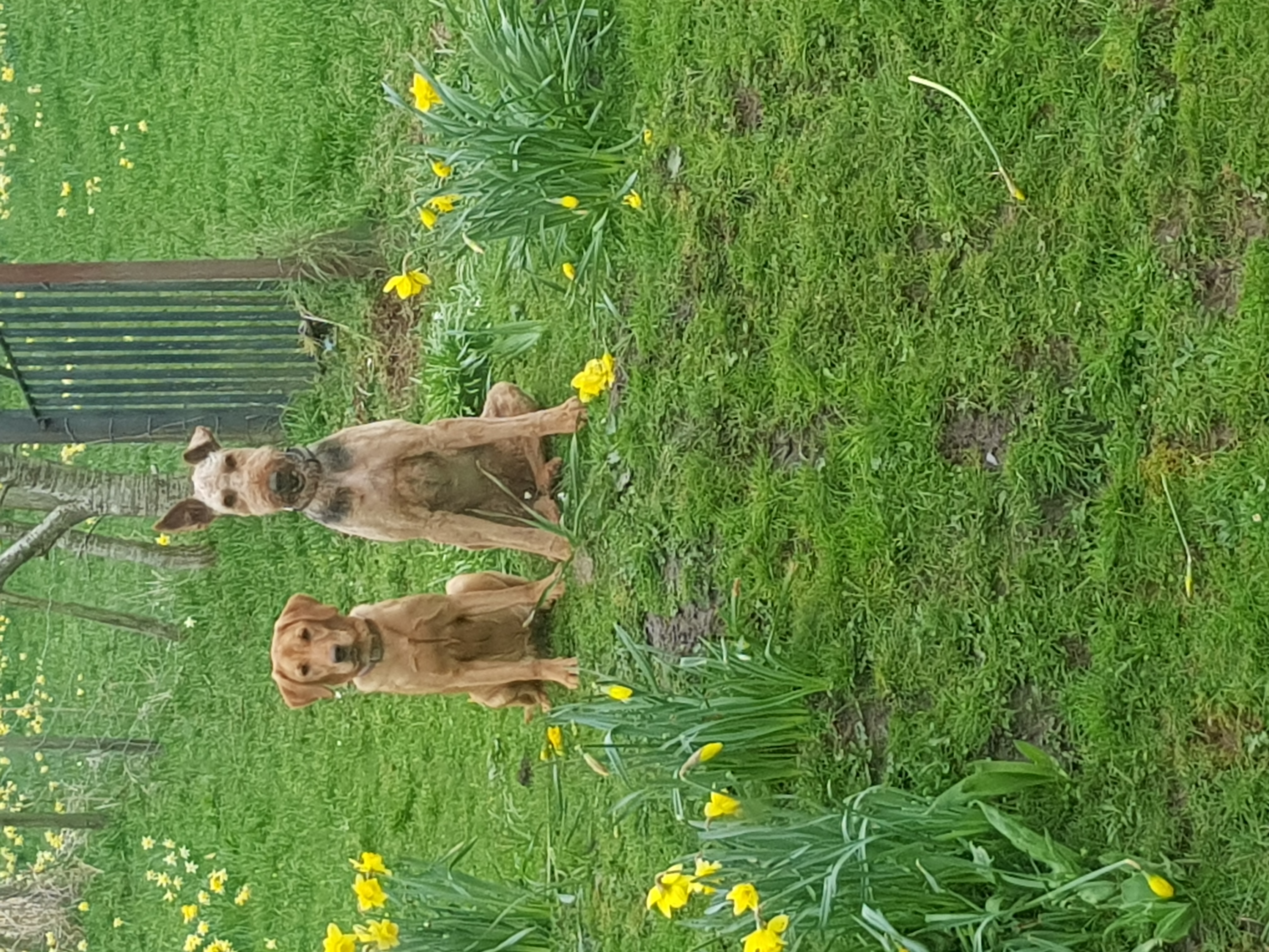 ambermeg