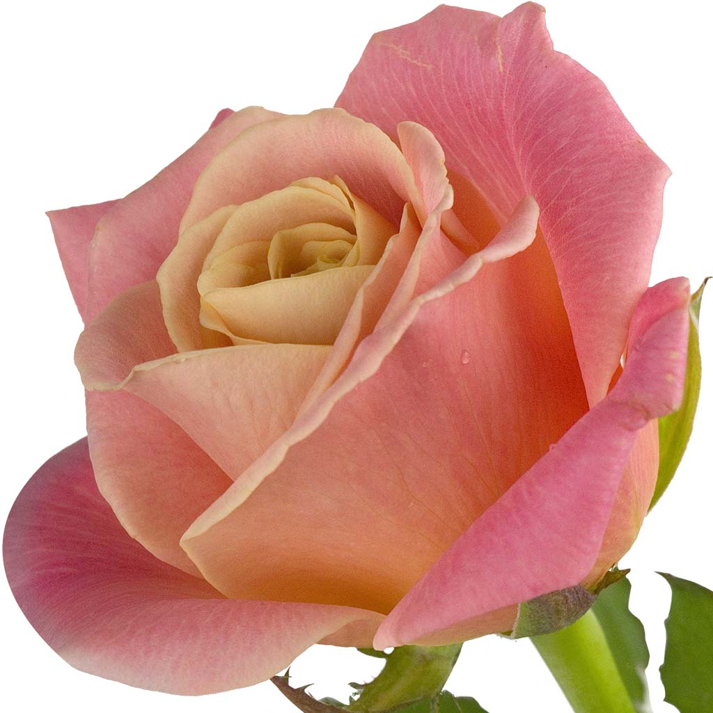 beautiful-rosa-ruby-rose