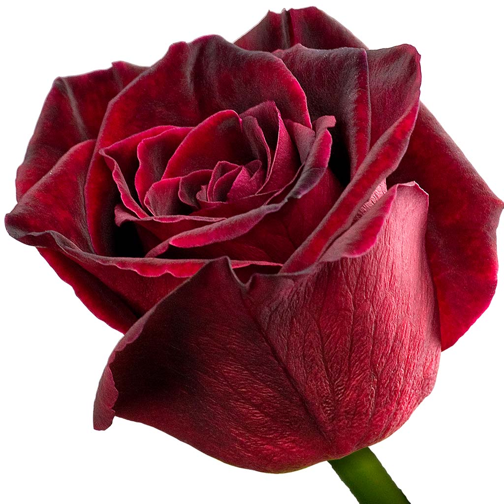 belladonna-rose
