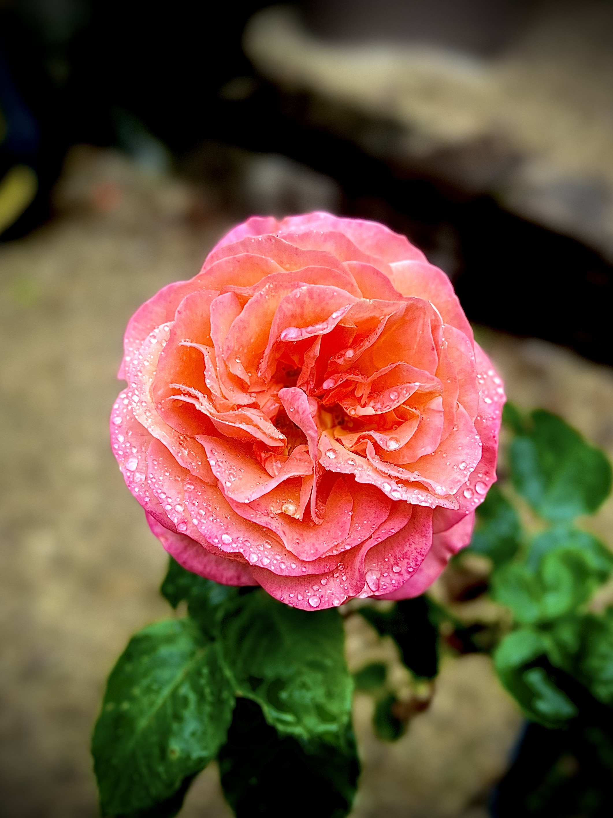 birthday-rose18