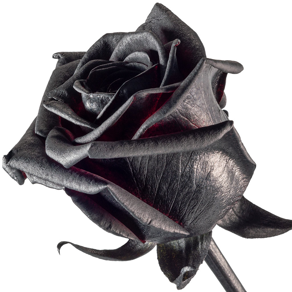 blackbeauty