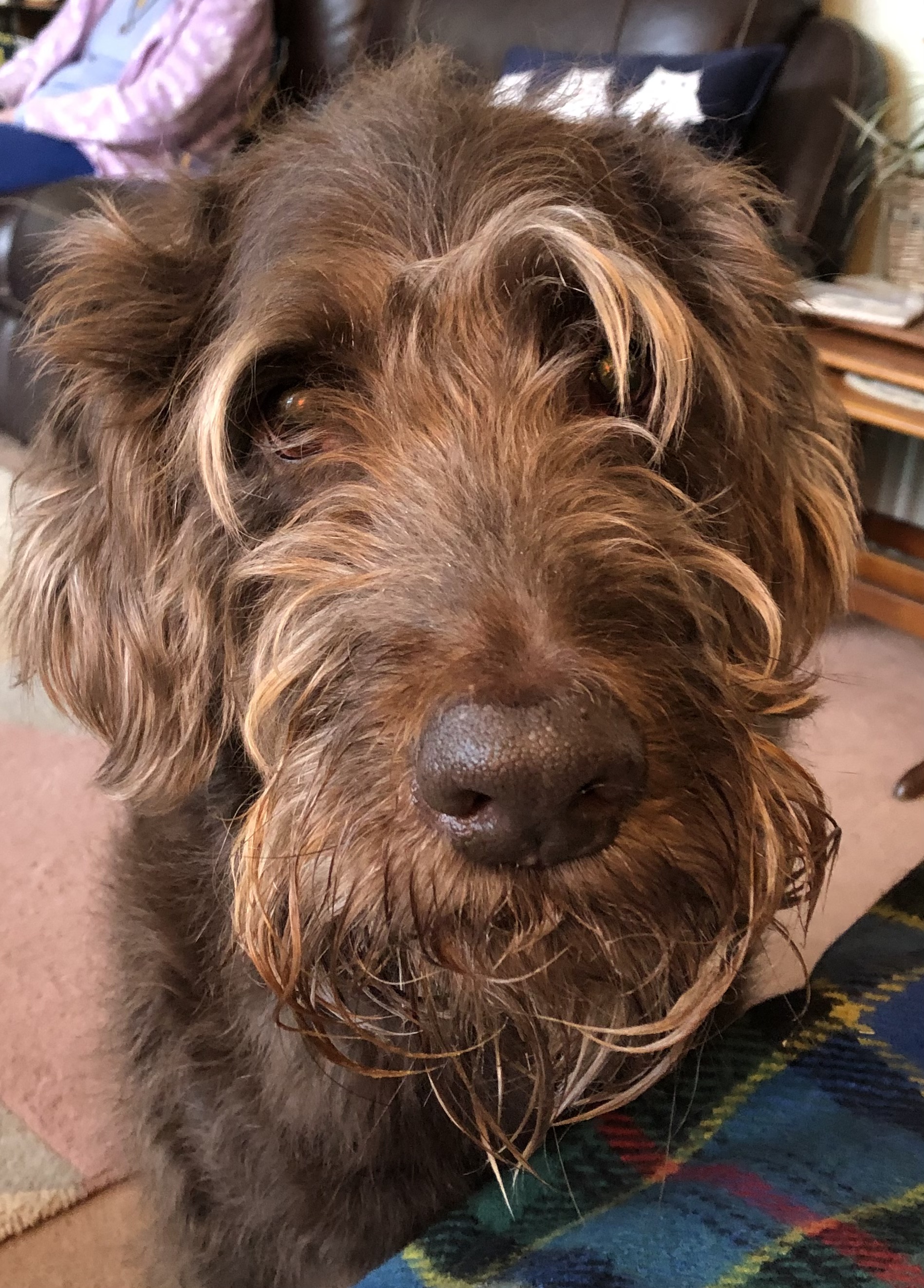 chewy