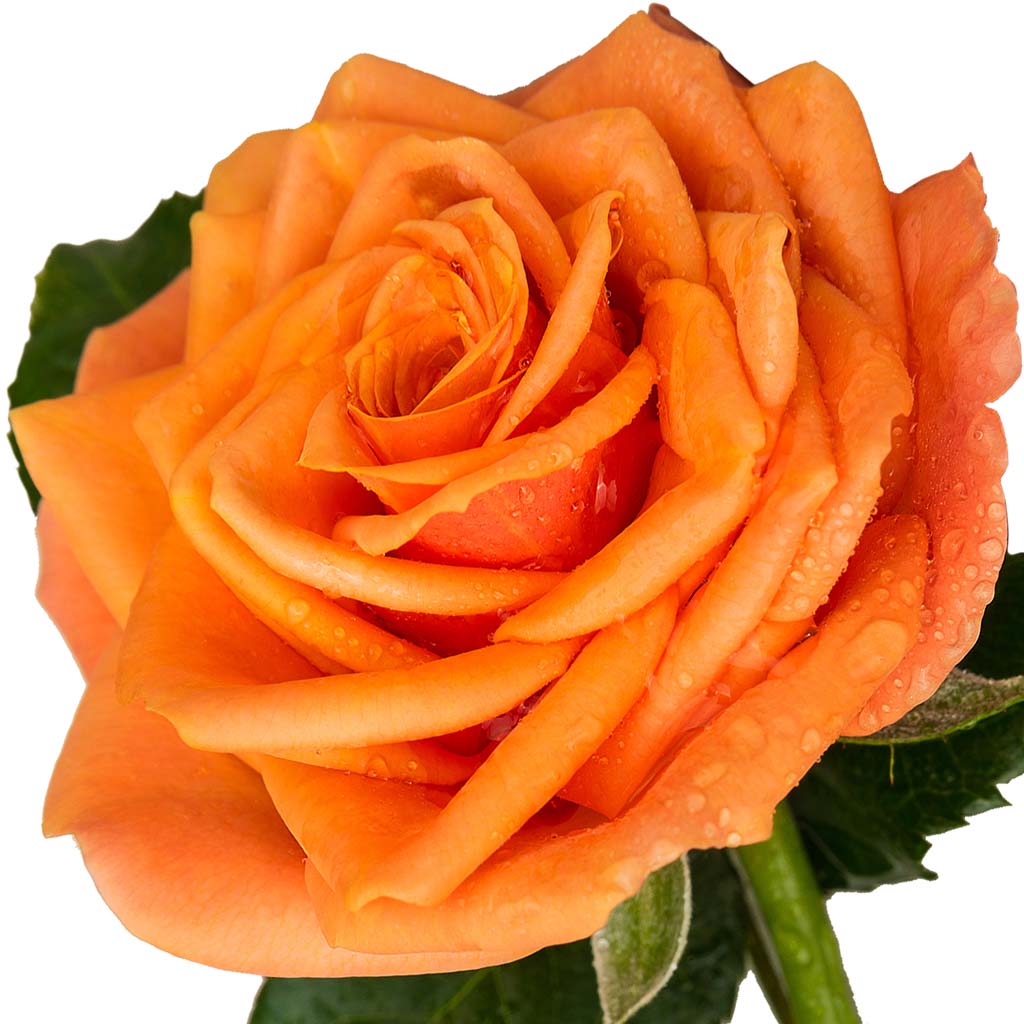 elizabeth-anne-shutt