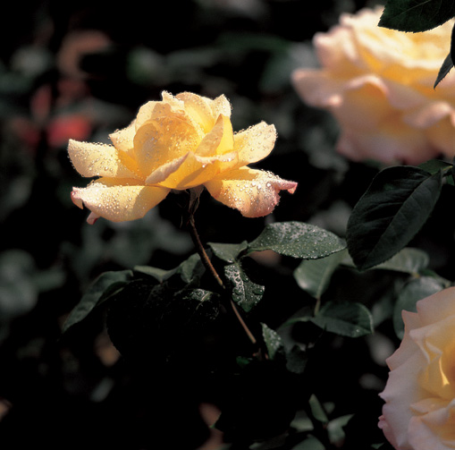 fleur-lombard