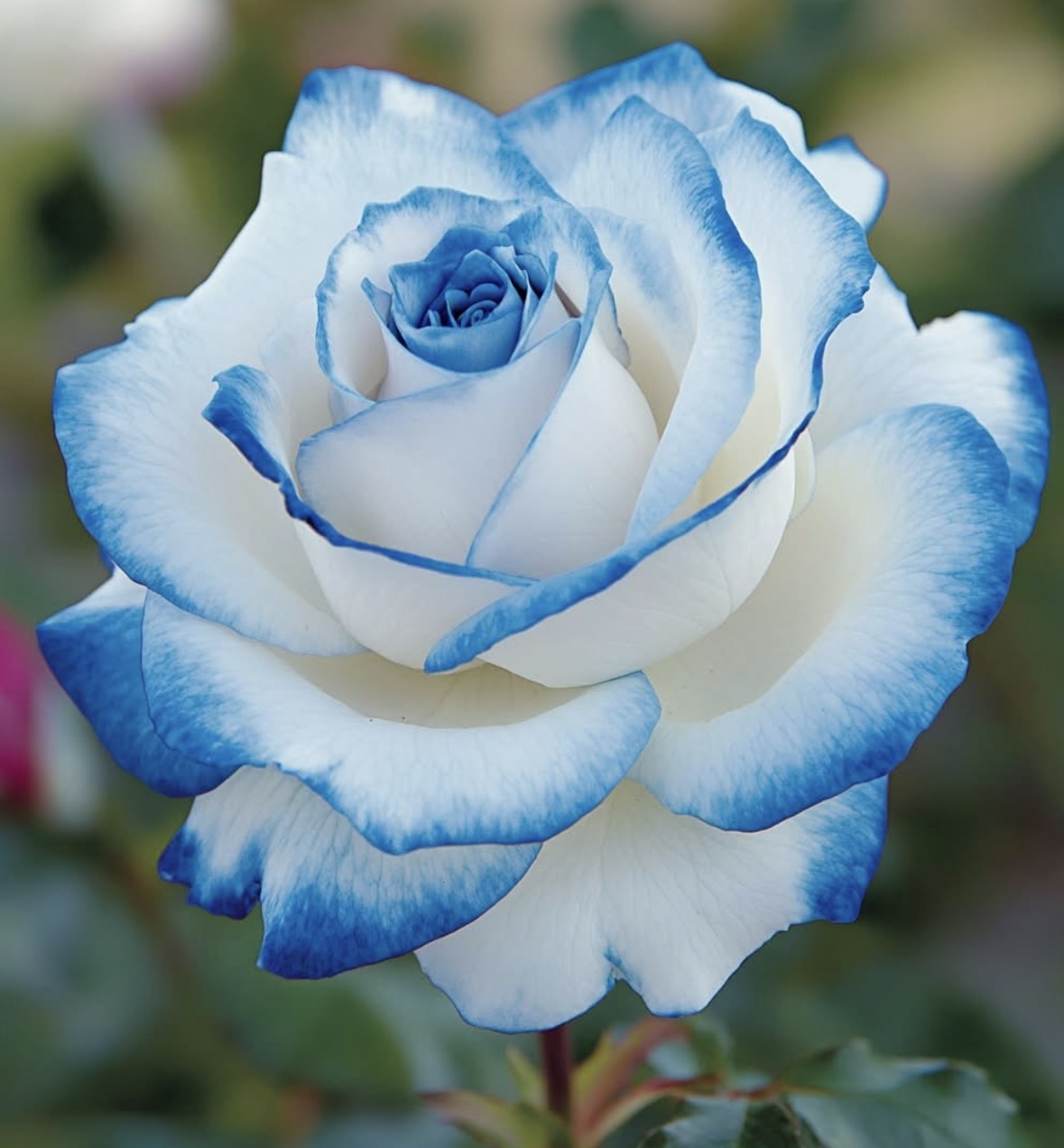 forget-me-not-david