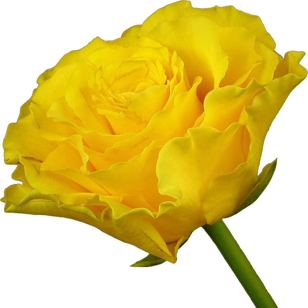 iris-gordon-colin-english-rose