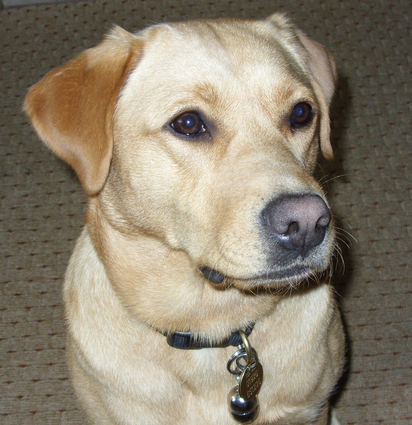 larapuppy