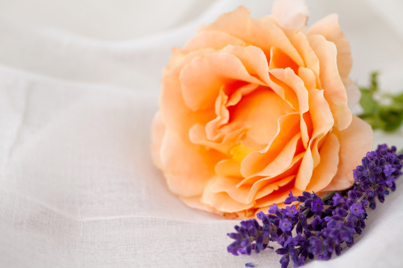 lele-gazzetta-the-italian-rose