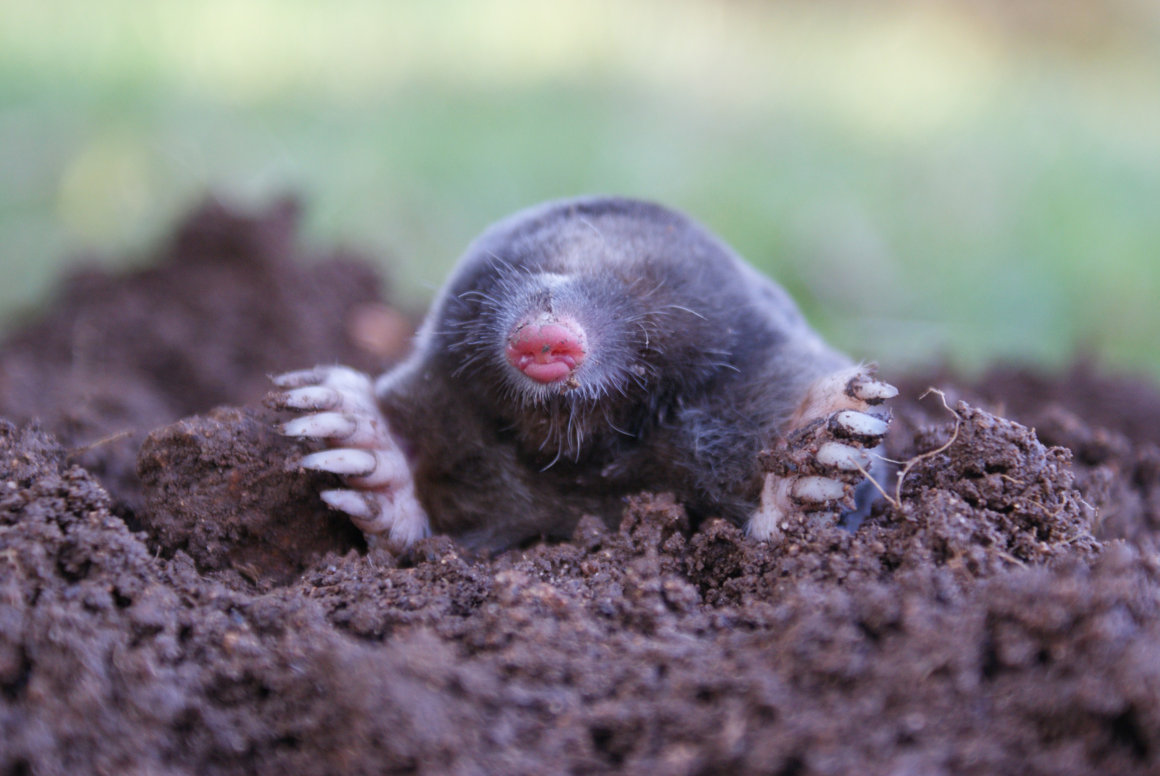 mole