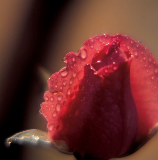 phyllis-barron-rose