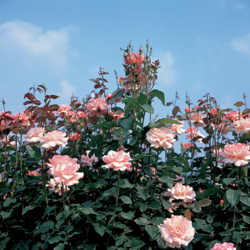 rose-of-sharon