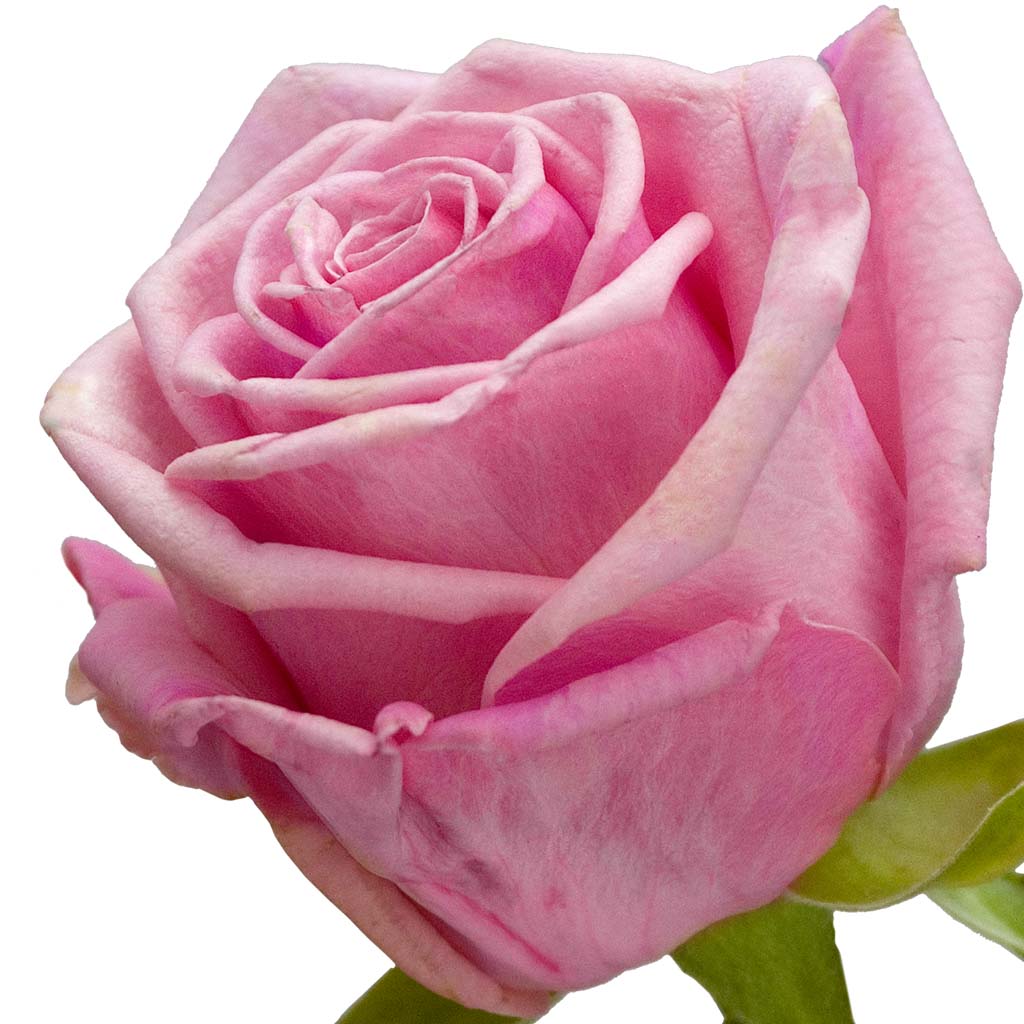 rosy-mc-roseface
