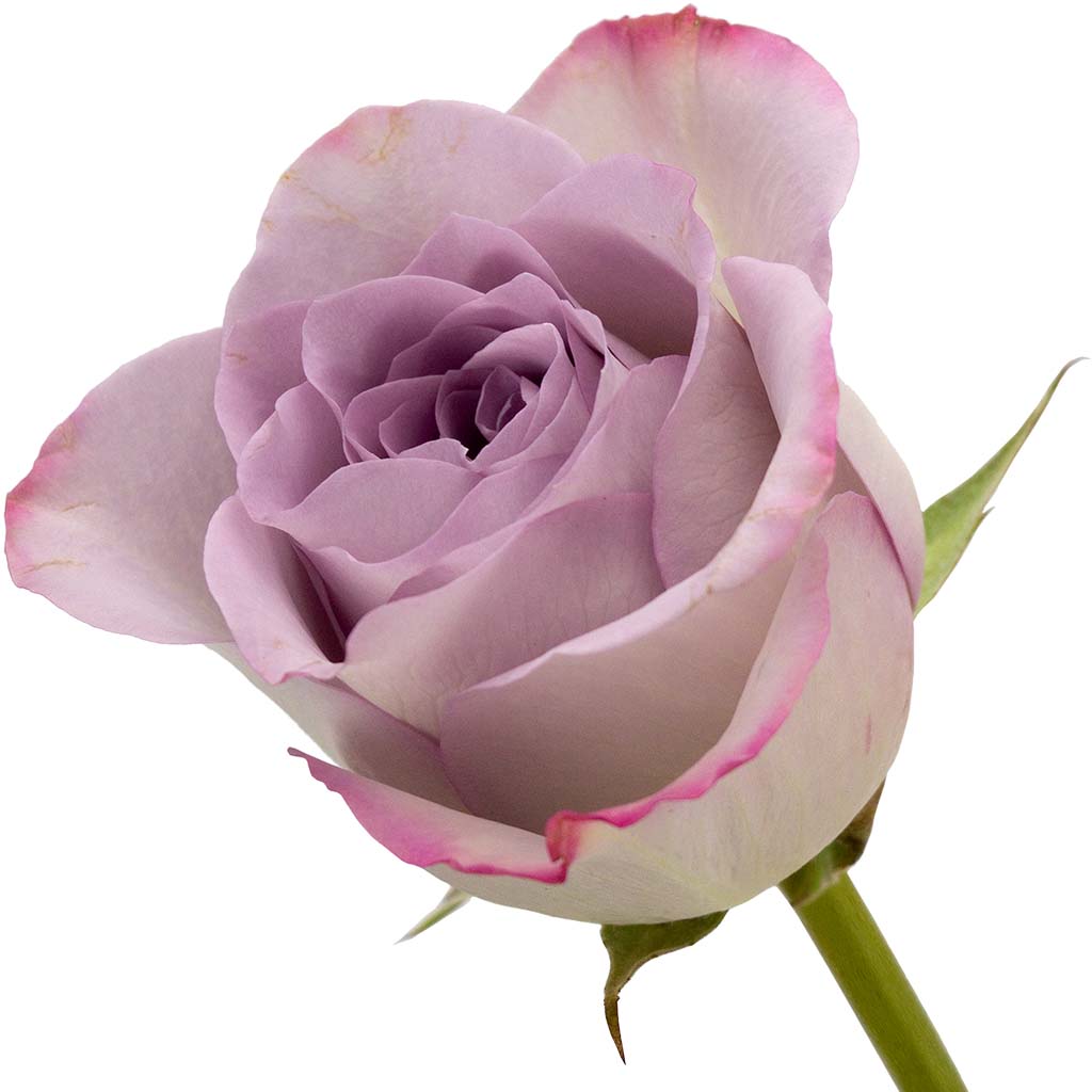 the sylvia-nancy-morgan rose